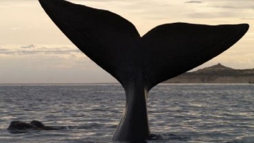 Puerto Madryn: Ya está en marcha la temporada de avistaje de ballenas