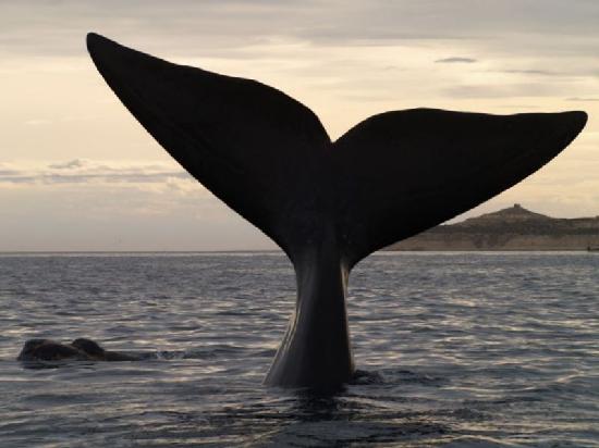 Puerto Madryn: Ya está en marcha la temporada de avistaje de ballenas